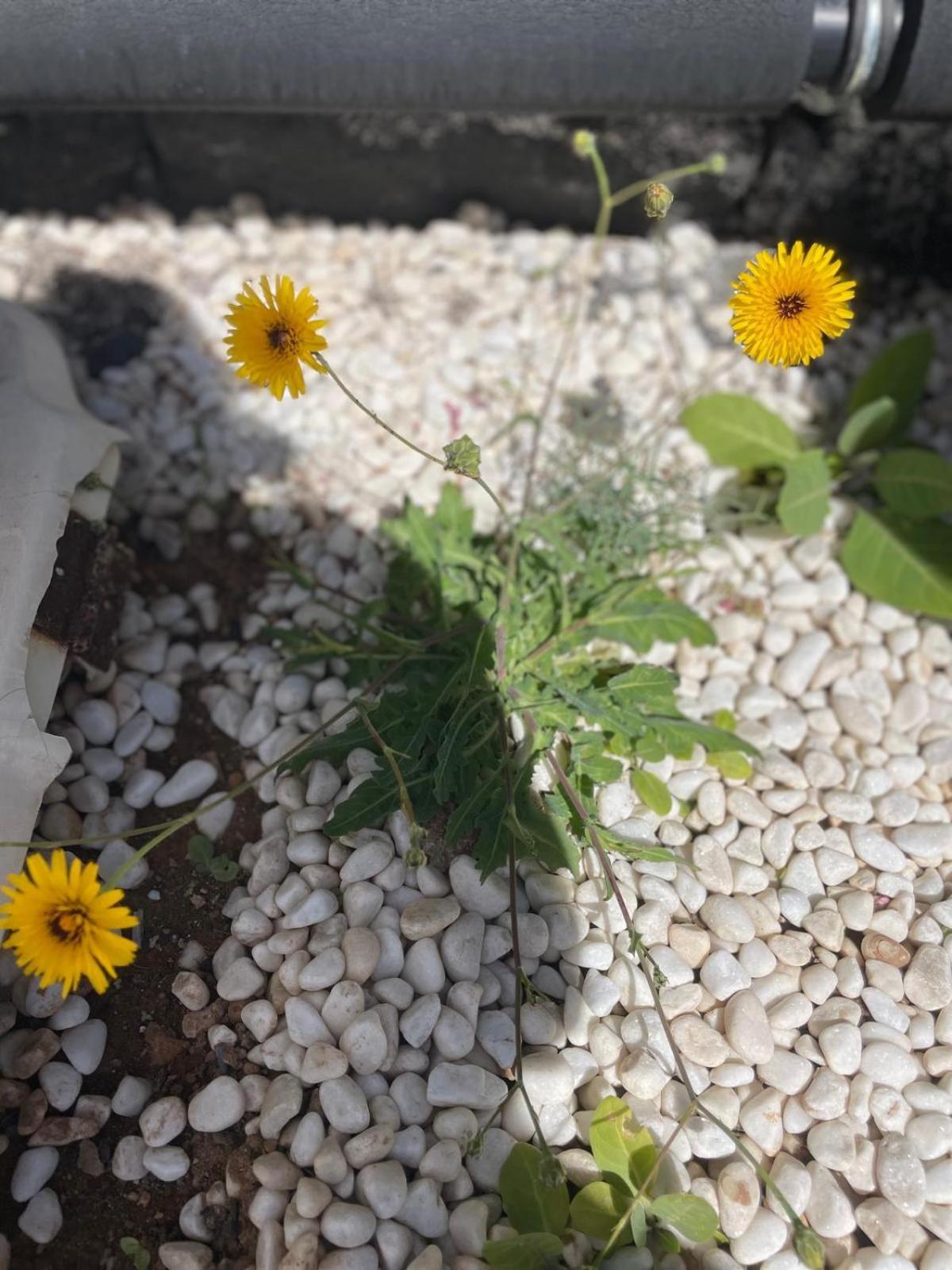 Villa Jaira La Vegueta 외부 사진